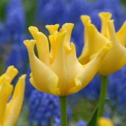 Tulip 'Yellow Crown'