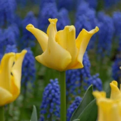 Tulip 'Yellow Crown' -Cheap Ethereal Yard Store tulip yellow crown 2