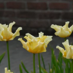 Tulip 'Yellow Crown' -Cheap Ethereal Yard Store tulip yellow crown 3