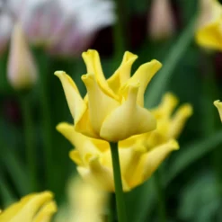 Tulip 'Yellow Crown' -Cheap Ethereal Yard Store tulip yellow crown 5 scaled