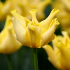 Tulip 'Yellow Crown' -Cheap Ethereal Yard Store tulip yellow crown 6 a0d485f8 7073 4266 8b3c f6ade9560ae4 scaled
