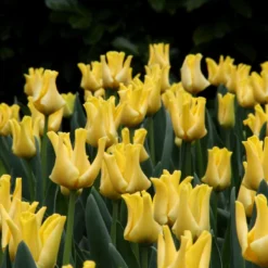 Tulip 'Yellow Crown' -Cheap Ethereal Yard Store tulip yellow crown 7