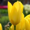 Tulip 'Yellow Emperor'