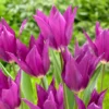Tulip 'Yume No Murasaki'