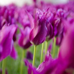 Tulip 'Yume No Murasaki' -Cheap Ethereal Yard Store tulip yume no murasaki 2