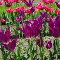 Tulip 'Yume No Murasaki' -Cheap Ethereal Yard Store tulip yume no murasaki 5 scaled