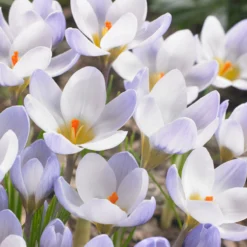 Crocus 'Blue Pearl'