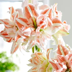 Amaryllis 'Dancing Queen'