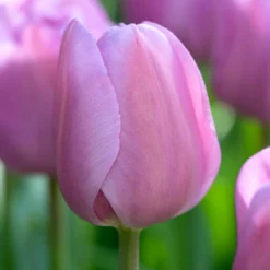 Tulip 'Alibi' -Cheap Ethereal Yard Store visi204282