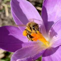 Crocus 'Yalta' 19 Crocus 'Yalta' -Cheap Ethereal Yard Store yalta 5