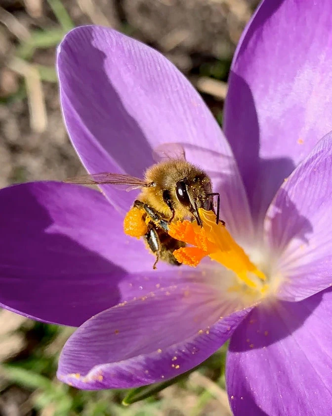 Crocus 'Yalta' 10 Crocus 'Yalta' - Image 10
