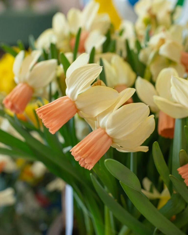 Cheap Ethereal Yard Store -Cheap Ethereal Yard Store 3 2