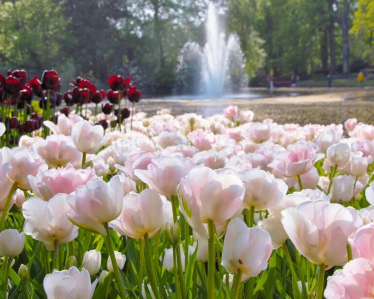 Cheap Ethereal Yard Store -Cheap Ethereal Yard Store 3